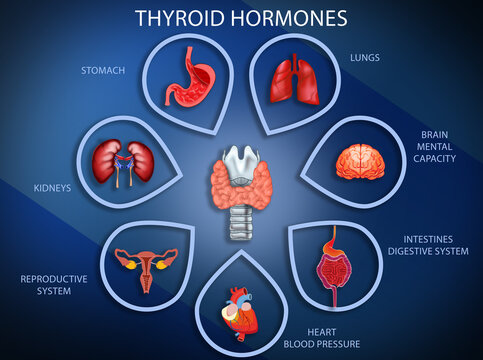 Illustration of thyroid gland and different icons showing which human organs it affects on blue background. Medical poster