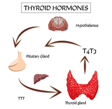 Medical poster with thyroid hormones image on white background