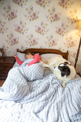cute white dog in bed in vintage bedroom