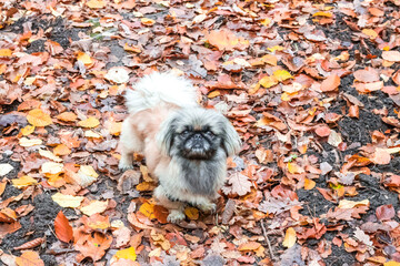 Adult small Pekingese dog. Walk in the autumn forest. Autumn. brown