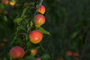 Tree branch with delicious ripe apricots outdoors, closeup view. Space for text