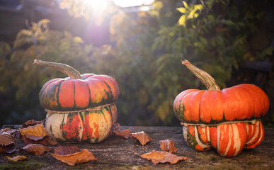 Naklejka na ściany i meble pumpkins in autumn Thanksgiving card