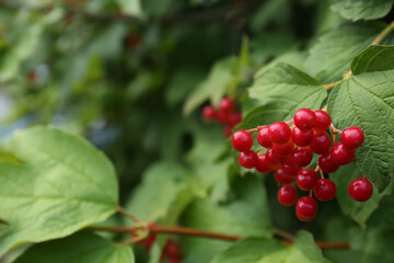 Beautiful Viburnum shrub with bright berries growing outdoors, closeup. Space for text