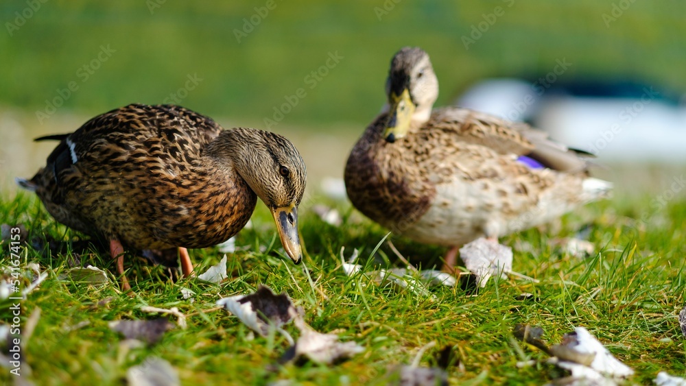 Poster closeup of two female mallards, anas platyrhynchos on the grass.