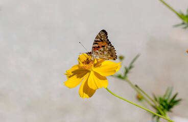 Beautiful, Red Admiral Butterfly (Family Nymphalidae) close-up