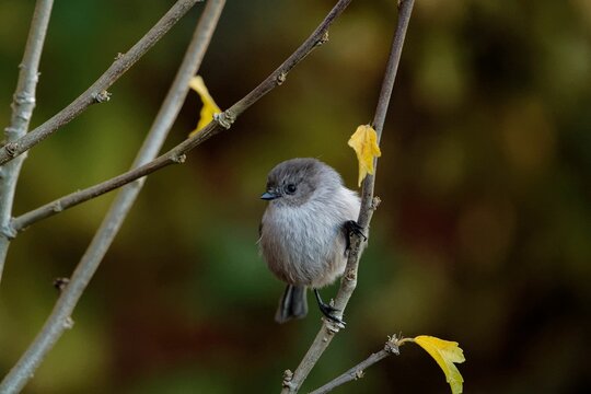 Closeup of the American bushtit, Psaltriparus minimus perched on the branch.