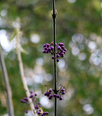 flowers in the garden