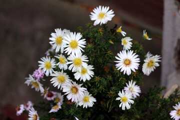 daisies in a garden