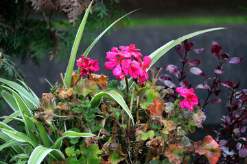 flowers in the garden