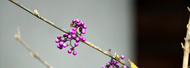 flower in the garden