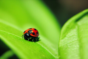 Closeup of a Ladybird on a green leaf