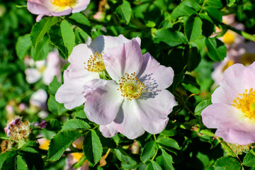 One delicate light pink and white Rosa Canina flower in full bloom in a spring garden, in direct sunlight, with blurred green leaves, beautiful outdoor floral background photographed with soft focus.
