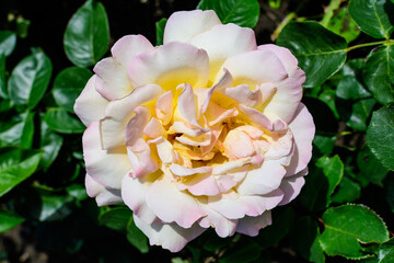 Close up of one large delicate pink and yellow rose in full bloom and green leaves in a garden in a sunny summer day, beautiful outdoor floral background photographed with soft focus.