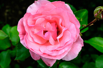 Close up of one delicate vivid pink magenta rose in full bloom and green leaves in a garden in a sunny summer day, beautiful outdoor floral background photographed with soft focus.