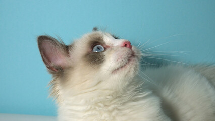 Fototapeta na wymiar Ragdoll kitten. Cute fluffy cat.