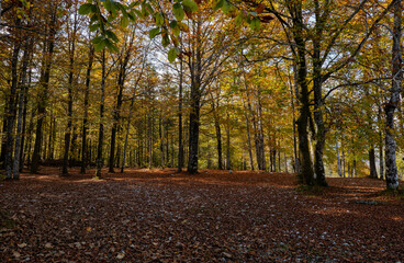 Naklejka premium Autumn in Slovenia
