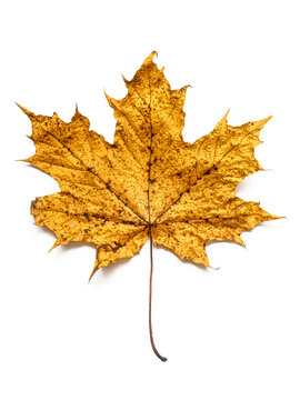 Dried yellow maple leaf isolated on a transparent background