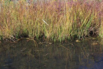 Calm river flowing thru the wild meadow on a pretty autumn day.