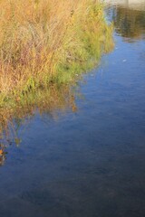 reflection of trees in the water