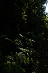 The jungle landscape of the Cascada de los Tilos on the island of La Palma. Canary Islands. Spain