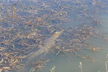African crocodite in Greater Kruger NP 