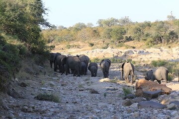 Elephant family in Kruger NP