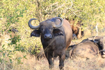Africa buffalo in Greater Kruger NP  © jenhung