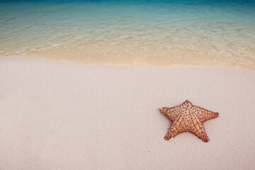 Fototapeta na wymiar Caribbean starfish over wavy white sand beach