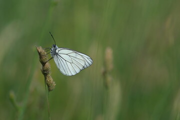 Black veined White butterfly in nature