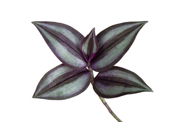 Purple and white leaf of Tradescantia zebrina Bosse, Silvery wandering jew or Silver inch plant isolated on white background included clipping path. - obrazy, fototapety, plakaty
