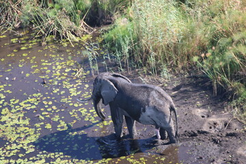Fototapeta premium Elephants Okavango Botswana