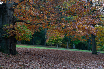 autumn trees in the park