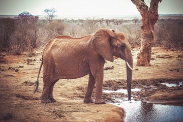 Portrait of an elephant in the Tsavo National Park, Kenya
