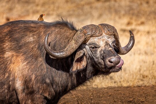 African water buffalo with a brid on its back, Tsavo National Park, Kenya
