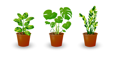 Zamiokulkas Dollar Tree, Ficus and Monstera plant in pot isolated on white background. Decorative plant for home interior or office. Room flower. Vector illustration.