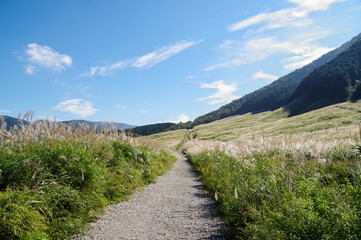 Fototapeta na wymiar ススキの草原の中を歩ける箱根仙石原高原