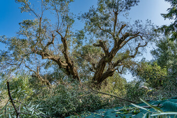 Arbeiten bei der Olivenernte