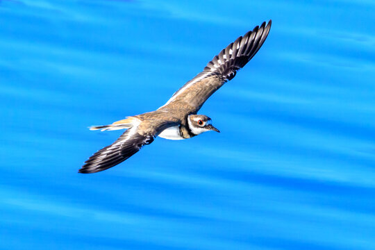 Killdeer in Flight, British Columbia, Canada