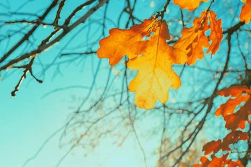 Foto auf Acrylglas Türkis Bunte Eichenblätter im Herbstpark, helle Herbstblätter auf Himmelshintergrund, Blattfallkonzept, getöntes Retro-Bild