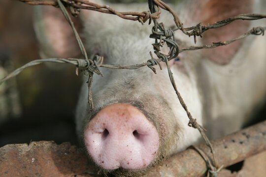 Close-up of a pig in an animal pen, Cuba