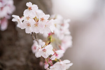 Close-up of cherry blossom petals in Isehara Sports Park