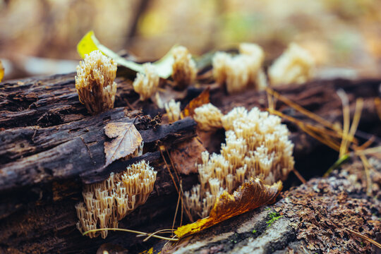 on an autumn day, a lot of mushrooms grow on a stump among dry leaves and moss in the forest.