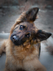 Portrait of a Curious German Shepherd dog. Purebred dog laying on a yard.