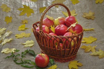 Red apples in a wicker basket on a background of burlap with maple leaves. Yellow leaves and willow branch. Still life. Close-up. Selective focus.