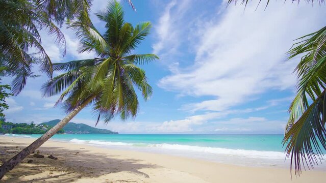 Tropical palm tree on the beach background