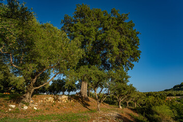 Kermeseiche auf Zakynthos - Griechenland