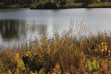 Calm river flowing thru the wild meadow on a pretty autumn day.