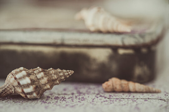 Close up of three seashells on an old vintage metal box
