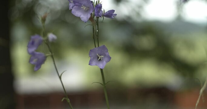 Closeup of purple anemone who is moving on a wind