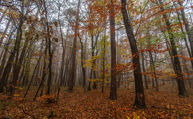 misty autumn forest in the morning